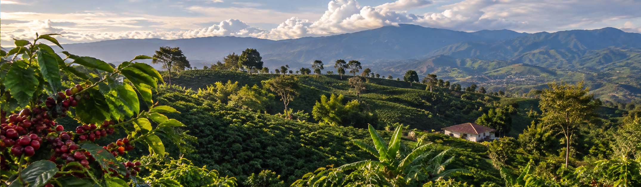 Buy or subscribe to receive the very best coffee beans.