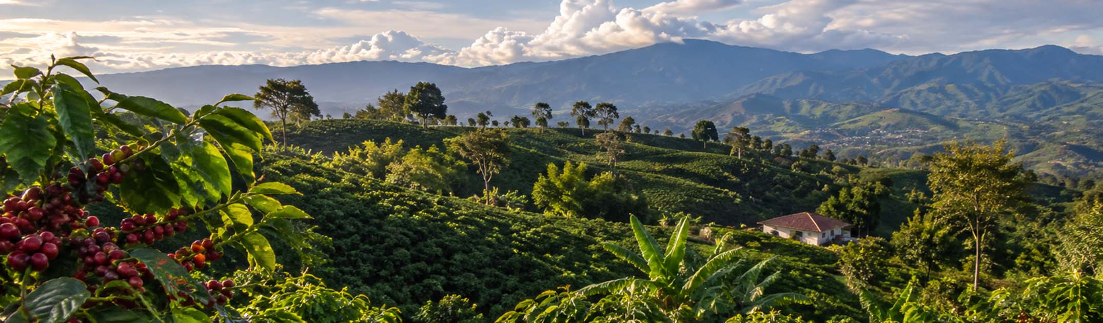 The very best espresso coffee beans are available to purchase or receive through a subscription.